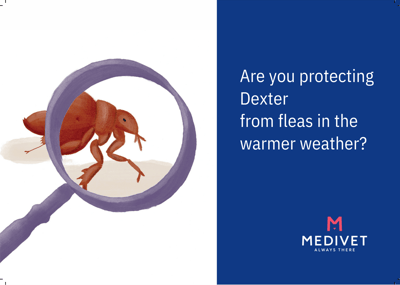 Medivet_Case_study_postcard_1
